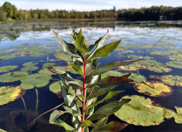 Swamp loosestrife has whorled leaves and a pink stem. Here it shares habitat with water lilies. Photo by Emily Stone. 