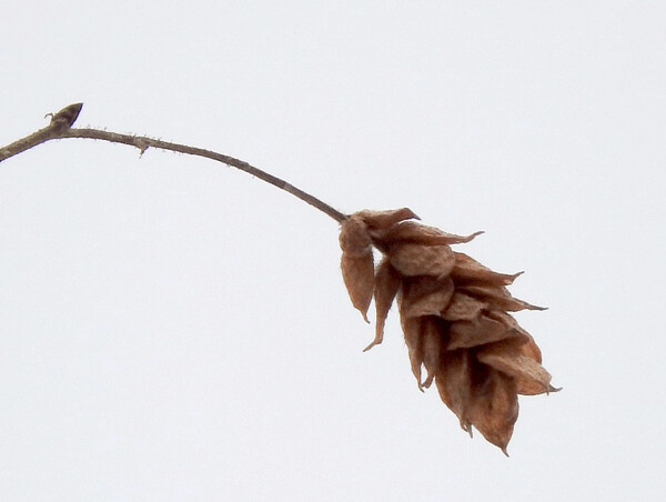 Ironwoods seeds hide away in papery husks, which grow in hops-like clusters. Photo by Emily Stone.