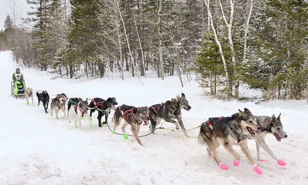 Alaskan Ryan Redington regained lost prestige of a year ago to win the John Beargrease Sled Dog Marathon, from Billy's Bar to Grand Portage. Photo credit: John Gilbert