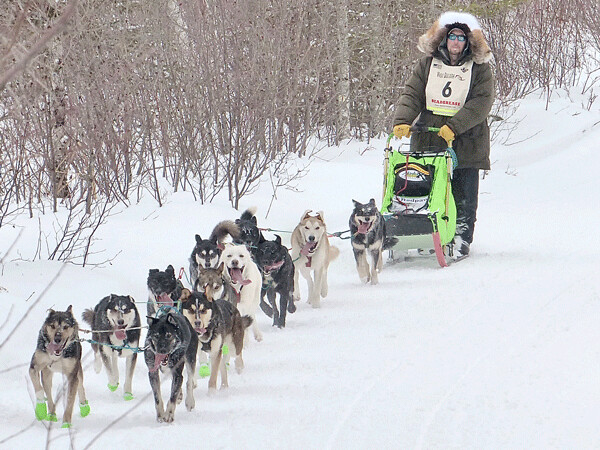 Keith Aili finished a strong second, running a team with Redington's dogs pulling the sled. Photo credit: John Gilbert