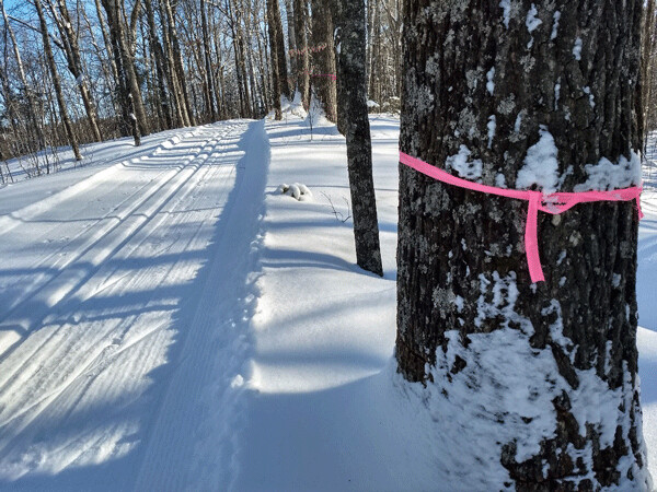Foresters and land managers all over northern Wisconsin are working hard to identify oak wilt infections and get them contained before they spread. These trees were marked and girdled as part of that effort. Photo by Emily Stone.