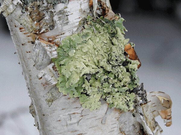 Lichens can be pale green, gray, black, yellow, or even bright orange. They can look like a leaf, a crust, or even tufts of hair.