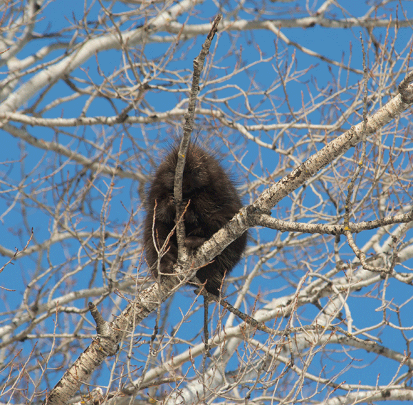 Porcupines are especially visible in spring as they dine on a smorgasbord of tasty tree buds. Photo by Larry Stone.