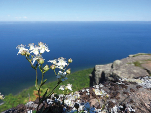 The exquisite flowers of three-toothed cinquefoil cling to cliffs high above Lake Superior in Sleeping Giant Provincial Park. These are truly higher plants! Photo by Emily Stone.