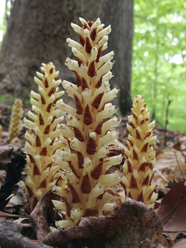 Caption: The flowers of bear corn are mildly pretty, if a little odd as they sprout directly from the ground. Photo by Fritzflohrrenolds, Wikimedia Commons.